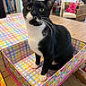 Rocketship is registered to the contest to win money with this photo: cat, tuxedo_cat, box, colorful, floral_pattern, checkered_pattern, wooden_table, indoor, pet, curious, feline, whiskers, black_and_white, sitting, close_up, domestic_animal, eyes, playful, household, furniture