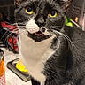 Rocketship joined the competition — help win amazing prizes! cat, tuxedo_cat, yellow_eyes, whiskers, close_up, pet, animal, indoor, kitchen, curious, black_and_white, feline, face, mouth_open, fur, domestic_cat, cute, portrait, looking_at_camera