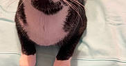 Rocketship joined the competition — help win amazing prizes! cat, tuxedo_cat, pet, animal, whiskers, close_up, curious, indoor, feline, black_and_white, paws, face, fur, looking_up, domestic_cat, cute, mammal, soft, table, fabric