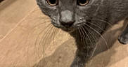Phoebe is registered to the contest to win money with this photo: cat, kitten, gray_cat, whiskers, ears, floor, wooden_floor, curious, pet, animal, indoor, close_up, young_cat, walking, feline, eyes, cute, mammal, fur, domestic_animal