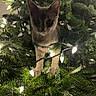 Phoebe joined the competition — help win amazing prizes! cat, christmas_tree, holiday_lights, indoor, greenery, pine_needles, curious, pet, animal, festive, decorations, tree_branches, closeup, light_glow, cute, feline, night, celebration, ornament, nature