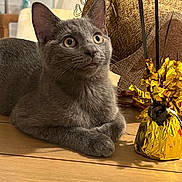 Phoebe is registered to the contest to win money with this photo: cat, gray_cat, indoor, wooden_surface, curious, wide_eyes, ears_up, pet, feline, close_up, decor, gold_foil, table, animal, domestic_cat, cute, alert, relaxed, whiskers, fur