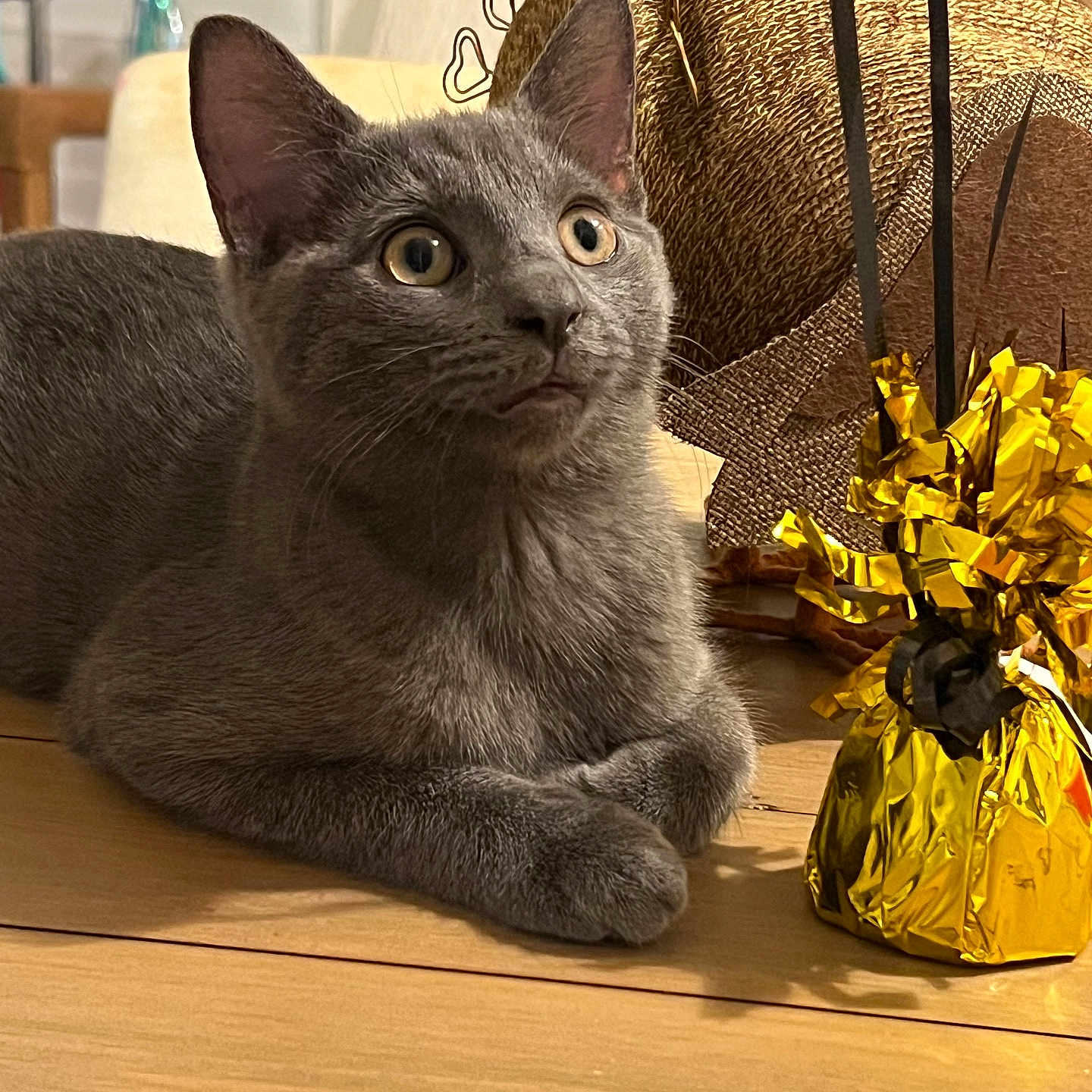 Phoebe is registered to the contest to win money with this photo: cat, gray_cat, indoor, wooden_surface, curious, wide_eyes, ears_up, pet, feline, close_up, decor, gold_foil, table, animal, domestic_cat, cute, alert, relaxed, whiskers, fur