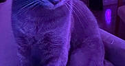 Phoebe is registered to the contest to win money with this photo: animal, background, cat, close_up, couch, cozy, ears, eyes, feline, floor, furniture, home, indoor, night, pet, purple_lighting, relaxed, sitting, soft_light, whiskers