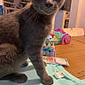 Phoebe is registered to the contest to win money with this photo: cat, gray_cat, pet, table, wooden_table, craft_supplies, bottles, shirt, light_blue, indoor, household, furniture, container, butterfly, curious, closeup, animal, domestic, feline, blurred