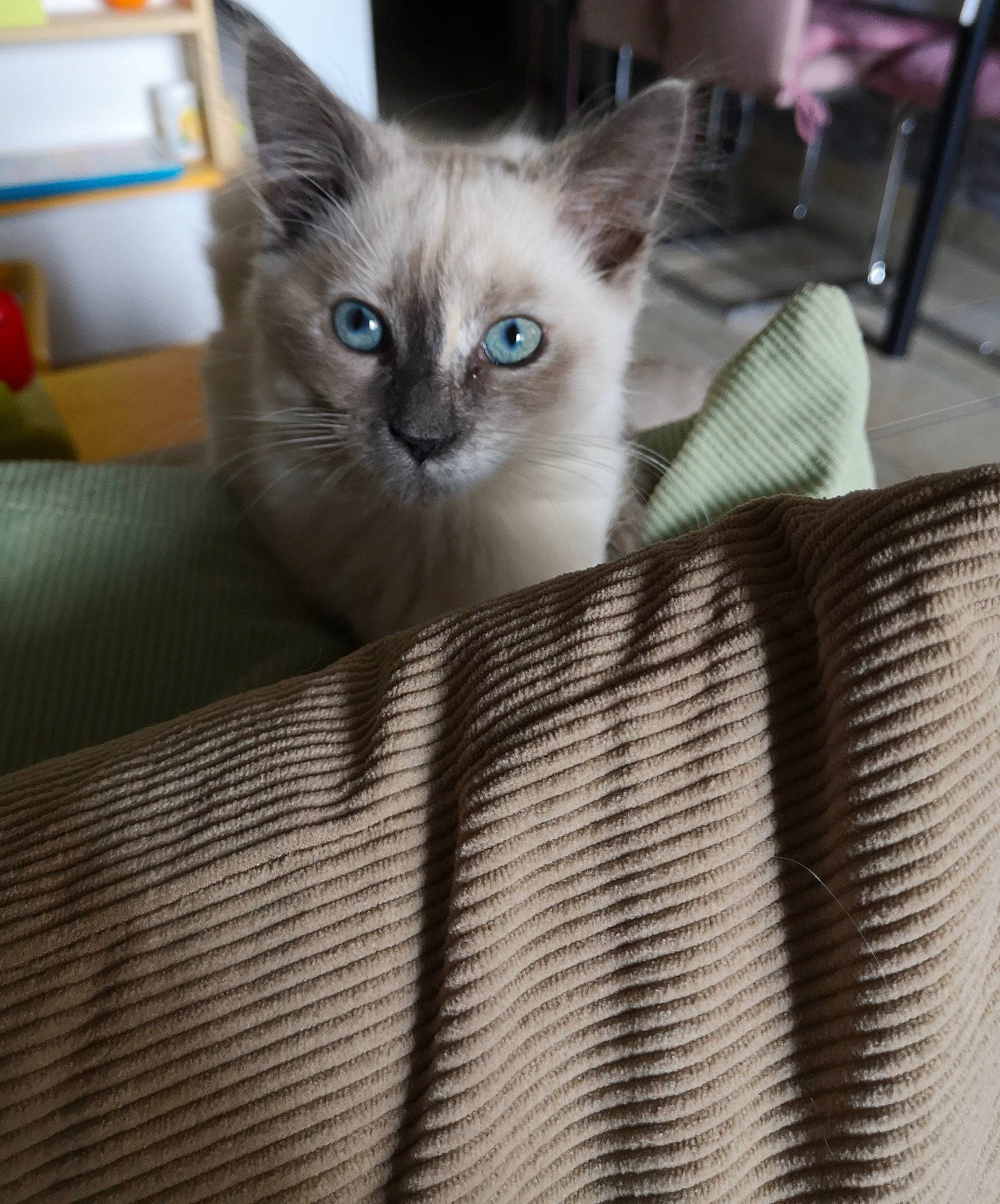 Elsa a rejoint le concours — aidez-le/la à gagner de superbes lots ! bag, box, cardboard, carnivore, carton, cat, cat_supply, comfort, couch, domestic_short_haired_cat, fawn, felidae, fur, packaging_and_labeling, pattern, pet_supply, shipping_box, small_to_medium_sized_cats, snout, whiskers