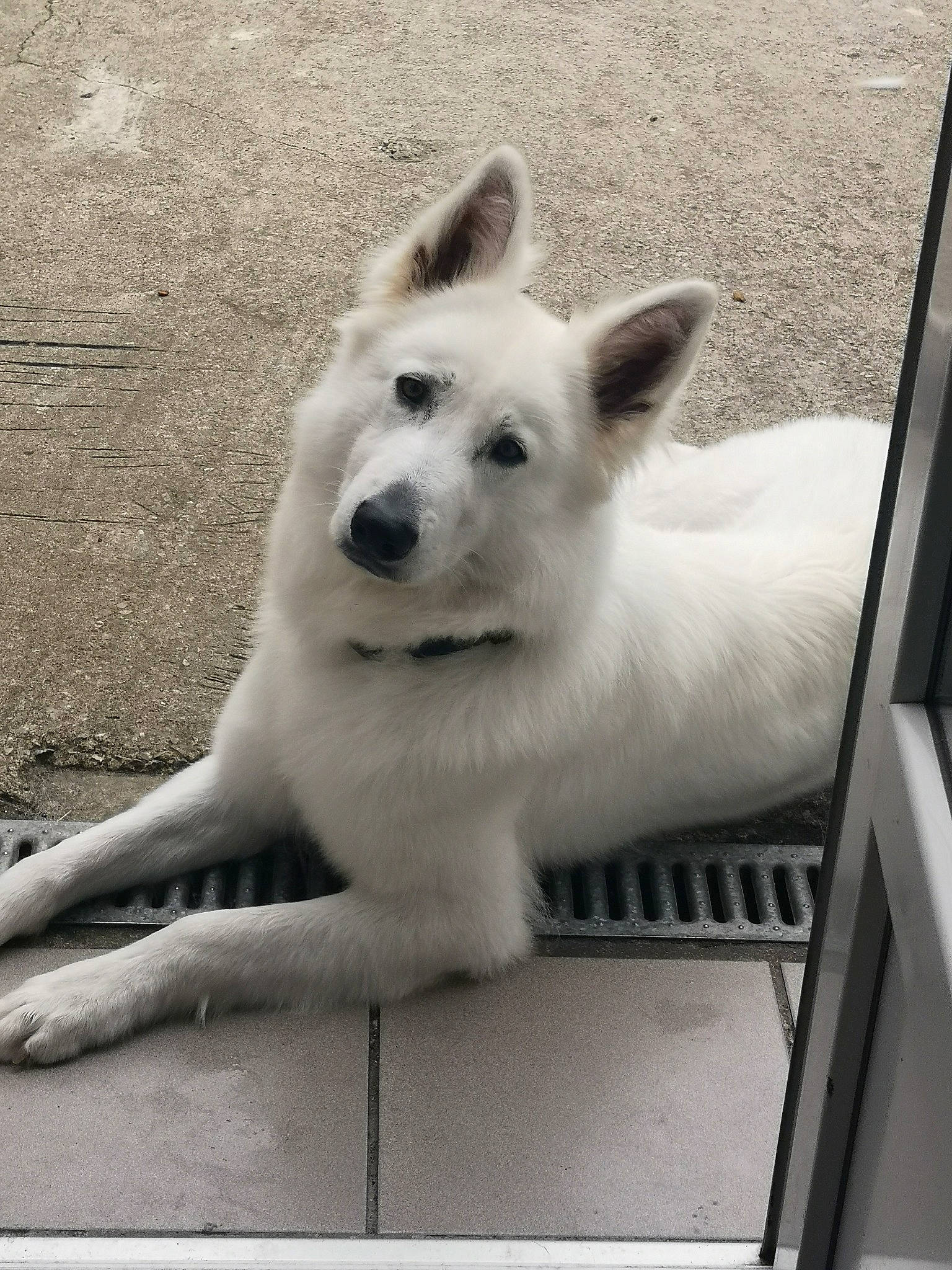 Olia participe au concours pour gagner de l'argent avec cette photo : american_eskimo_dog, berger_blanc_suisse, canidae, carnivore, dog, dog_breed, herding_dog, indian_spitz, kintamani, mammal, non_sporting_group, pungsan_dog, rare_breed_dog, samoyed, vertebrate, white_shepherd, working_dog