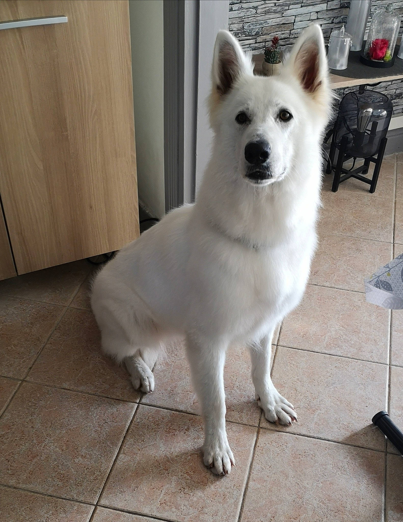 Olia a rejoint le concours — aidez-le/la à gagner de superbes lots ! ancient_dog_breeds, berger_blanc_suisse, canaan_dog, canidae, carnivore, dog, dog_breed, herding_dog, indian_spitz, kintamani, korean_jindo_dog, mammal, norwegian_buhund, pungsan_dog, tail, vertebrate, white_shepherd