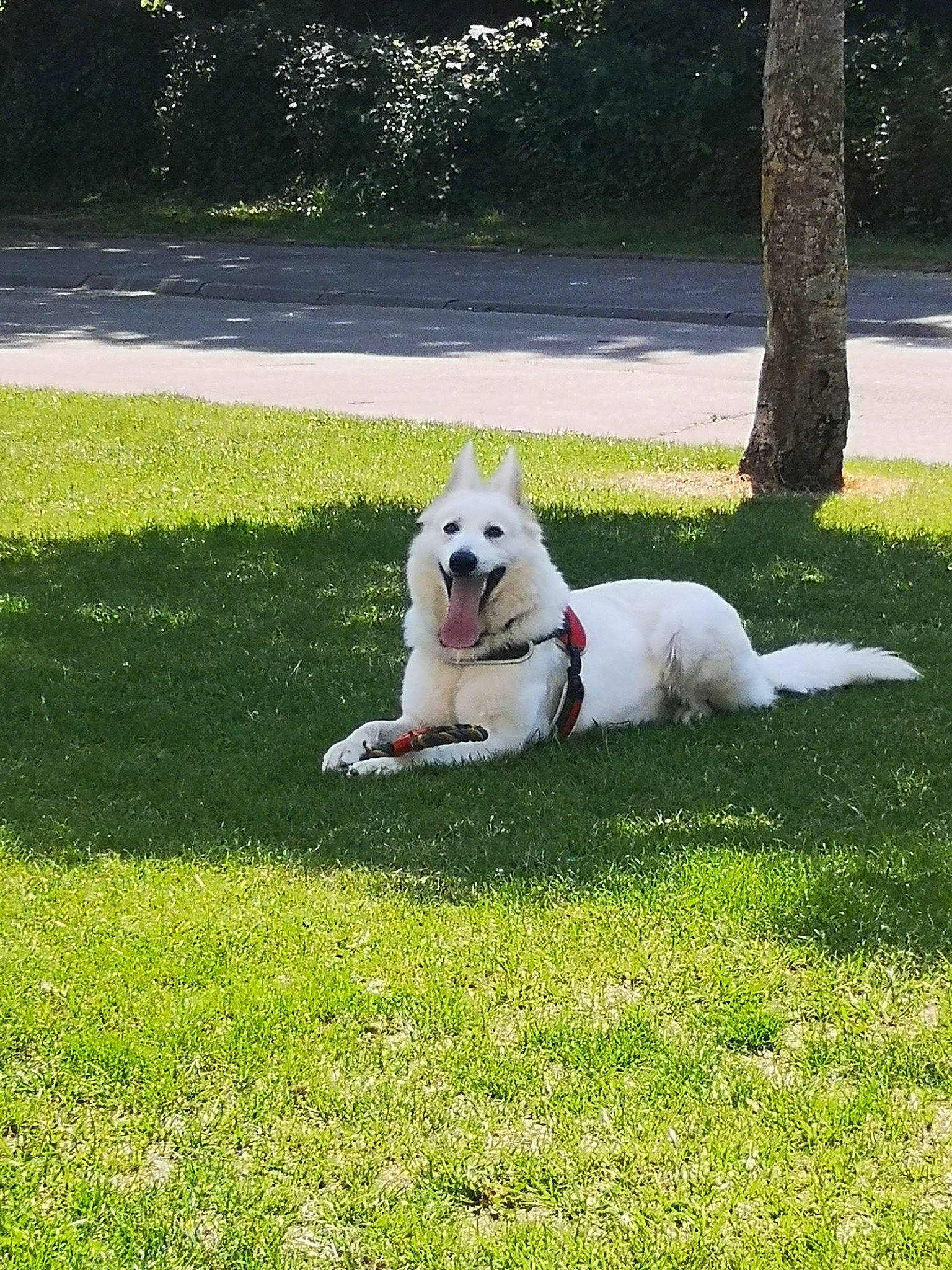 Olia a rejoint le concours — aidez-le/la à gagner de superbes lots ! american_eskimo_dog, berger_blanc_suisse, canidae, carnivore, companion_dog, dog, dog_breed, golden_retriever, grass, lawn, mammal, maremma_sheepdog, plant, polish_tatra_sheepdog, samoyed, sporting_group, vertebrate, white_shepherd, working_dog