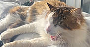 Jul a rejoint le concours — aidez-le/la à gagner de superbes lots ! animal, balcony, calico, cat, cozy, cushion, daylight, domestic, feline, fur, home, outdoor, paws, pet, relaxed, resting, sleepy, sunlight, whiskers, window