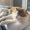 animal, balcony, calico, cat, cozy, cushion, daylight, domestic, feline, fur, home, outdoor, paws, pet, relaxed, resting, sleepy, sunlight, whiskers, window