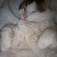 Jul participe au concours pour gagner de l'argent avec cette photo : animal, blanket, brown, calm, cat, closeup, cozy, cute, domestic, fluffy, fur, indoor, nap, pet, relaxed, resting, sleeping, soft, whiskers, white