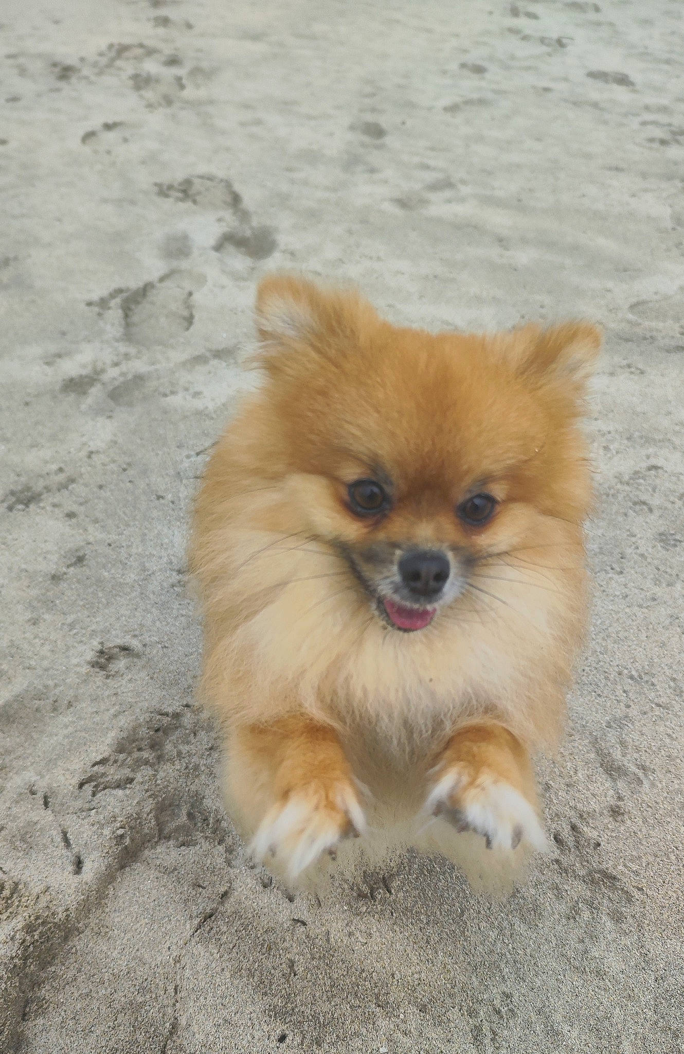 Tazz a rejoint le concours — aidez-le/la à gagner de superbes lots ! ancient_dog_breeds, canidae, carnivore, companion_dog, corgi_chihuahua, dog, dog_breed, fawn, fur, german_spitz, german_spitz_klein, non_sporting_group, snout, spitz, sporting_group, terrestrial_animal, toy_dog, volpino_italiano, whiskers, working_animal