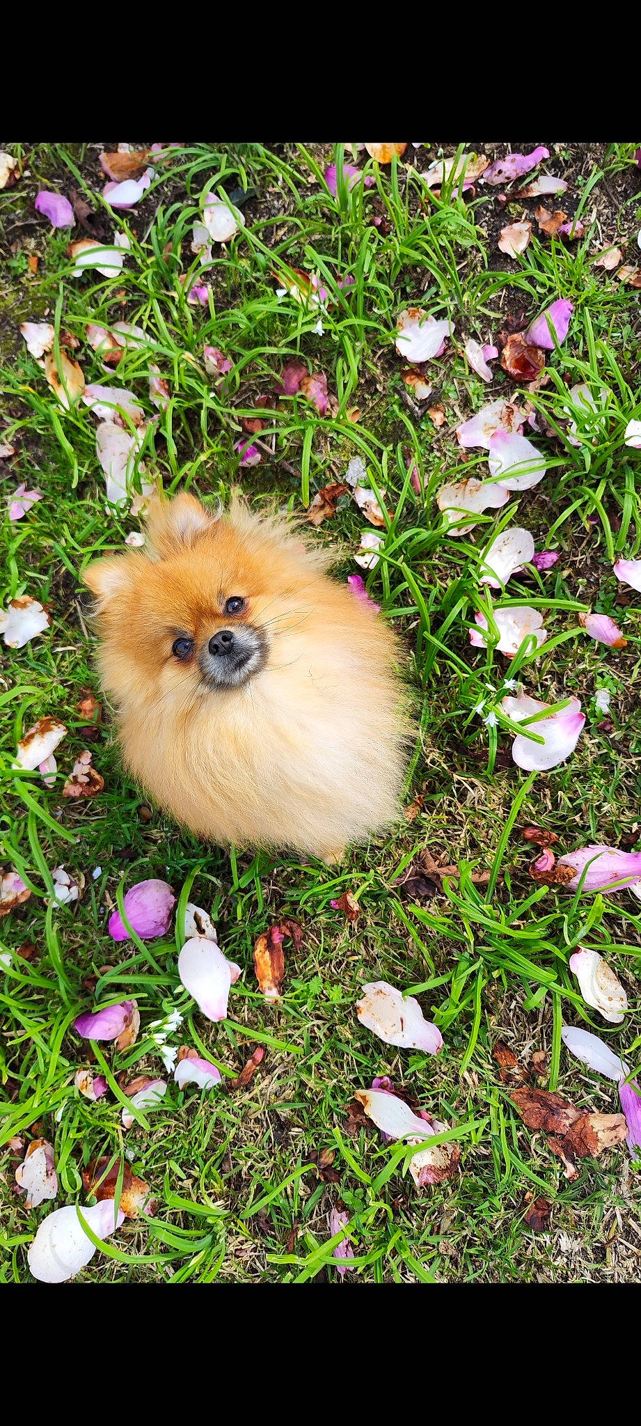 Tazz a rejoint le concours — aidez-le/la à gagner de superbes lots ! annual_plant, canidae, carnivore, companion_dog, dog, dog_breed, fawn, flower, fur, german_spitz, german_spitz_klein, german_spitz_mittel, grass, groundcover, liver, petal, plant, spitz, sporting_group, toy_dog