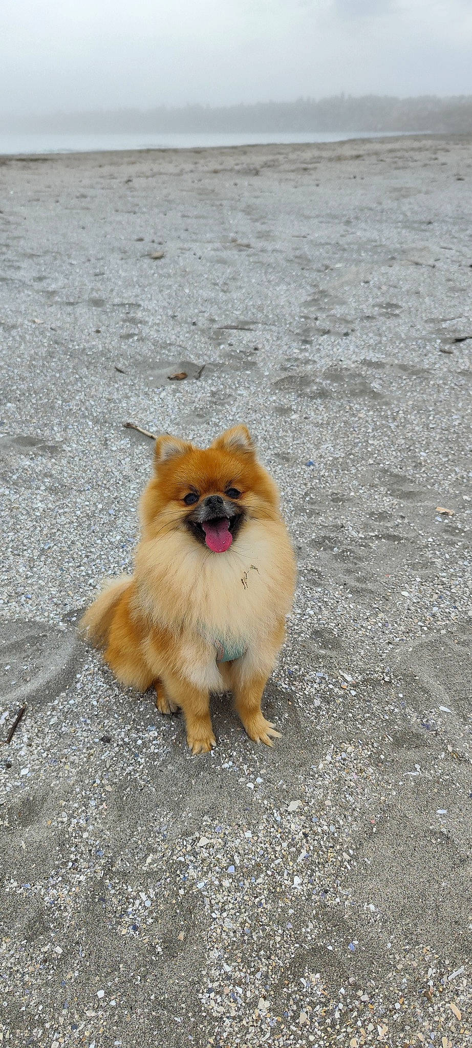 Tazz a rejoint le concours — aidez-le/la à gagner de superbes lots ! asphalt, canidae, carnivore, companion_dog, dog, dog_breed, fawn, fur, german_spitz, german_spitz_klein, german_spitz_mittel, non_sporting_group, road, road_surface, snout, spitz, sporting_group, terrestrial_animal, toy_dog, volpino_italiano