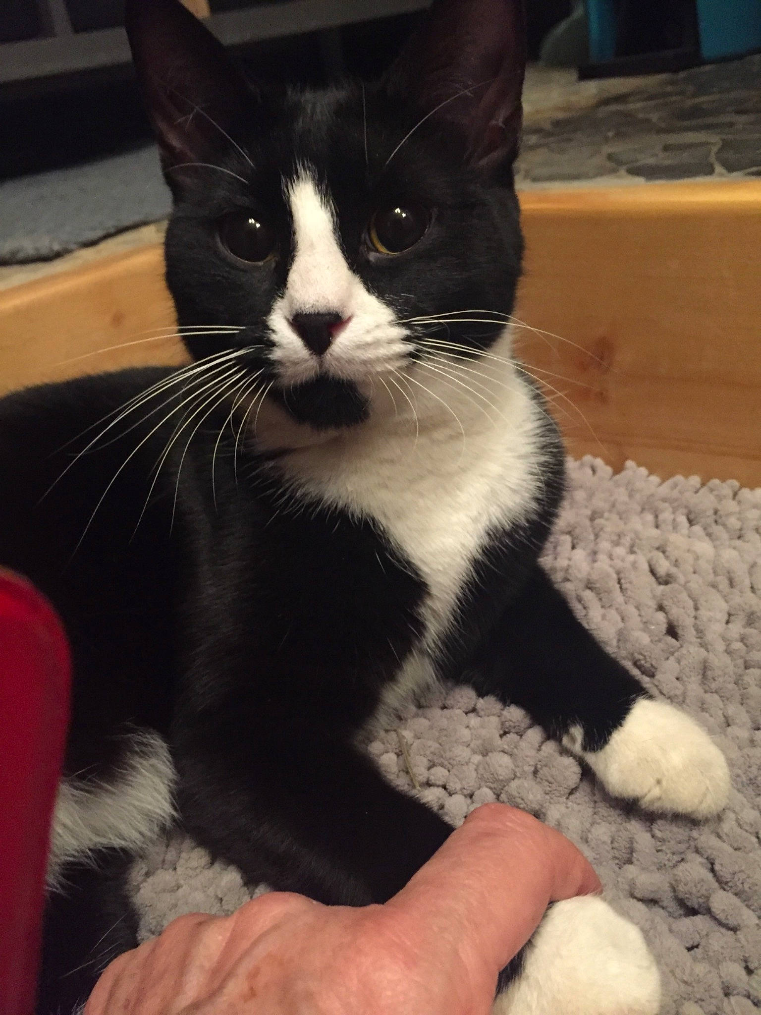 Kiou a rejoint le concours — aidez-le/la à gagner de superbes lots ! black_cat, carnivore, cat, claw, comfort, domestic_short_haired_cat, eye, felidae, foot, formal_wear, fur, head, human_body, human_leg, paw, small_to_medium_sized_cats, snout, tail, terrestrial_animal, whiskers