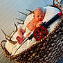 newborn, baby, basket, blanket, diaper, sleeping, antlers, fishing_rod, wood_floor, woven, cozy, indoor, peaceful, infant, resting, head, feet, hand, portrait, cute