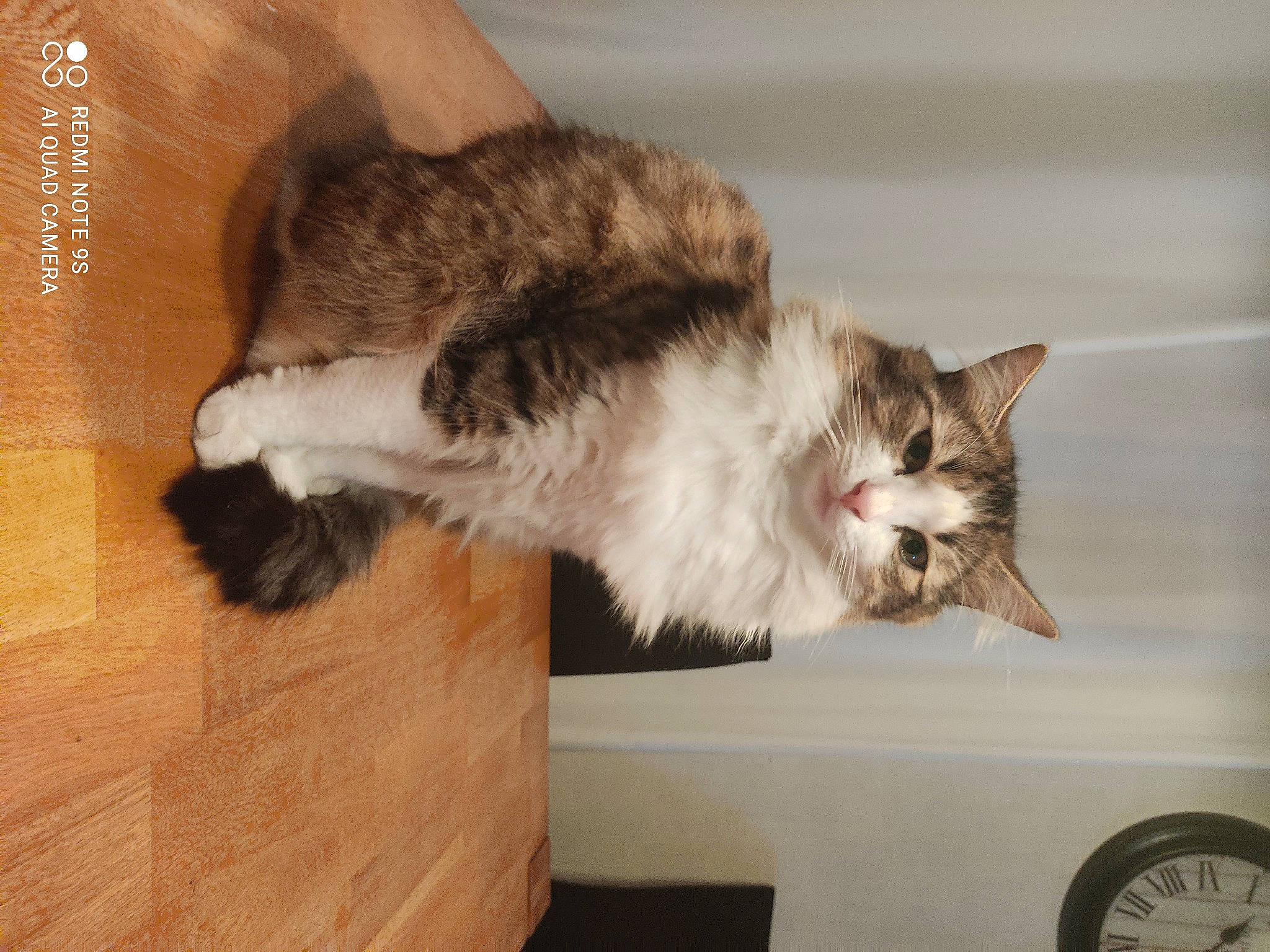 Marco participe au concours pour gagner de l'argent avec cette photo : carnivore, cat, claw, clock, domestic_short_haired_cat, felidae, flooring, fur, hardwood, paw, small_to_medium_sized_cats, snout, tail, whiskers, window, wood