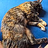 Kyro joined the competition — help win amazing prizes! cat, tortoiseshell_cat, sleeping, curled_up, furry, long_hair, pet, animal, blue_cushion, lap, relaxed, paws, tail, indoor, home, cozy, close_up, photography, resting, adorable