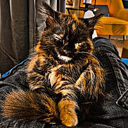 Kyro joined the competition — help win amazing prizes! background_blur, cat, comfort, cozy, curtains, denim, domestic, fluffy, fur, furniture, home_decor, indoor, legs, pet, relaxed, resting, sleeping, tortoiseshell, whiskers, yellow_chair