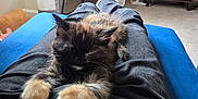 Kyro is registered to the contest to win money with this photo: black_fur, candle, carpet, cat, cozy, furniture, home, indoor, jeans, kitten, lap, living_room, person, relaxing, remote_control, side_table, stretching, tortoiseshell, white_socks, yellow_chair