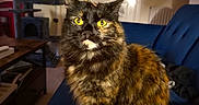Kyro is registered to the contest to win money with this photo: cat, tortoiseshell_cat, pet, animal, feline, portrait, sitting, yellow_eyes, long_hair, whiskers, ears, fluffy, indoor, living_room, couch, blue_couch, cat_tree, furniture, home, close_up