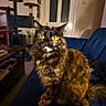 animal, blue_couch, cat, cat_tree, close_up, couch, ears, feline, fluffy, furniture, home, indoor, living_room, long_hair, pet, portrait, sitting, tortoiseshell_cat, whiskers, yellow_eyes