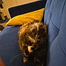 Kyro joined the competition — help win amazing prizes! cat, tortoiseshell_cat, fluffy, fur, pet, animal, indoors, armchair, chair, cushion, blue_furniture, yellow_cushion, living_room, home, door, upside_down, lying_down, resting, whiskers, portrait