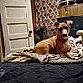 Cinnamon is registered to the contest to win money with this photo: dog, bed, blanket, fan, curtain, wood_paneling, room, indoor, furniture, pet, canine, resting, alert, collar, television, decor, shelf, figurine, door, fabric