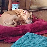 Cinnamon joined the competition — help win amazing prizes! dog, brown_dog, indoor, cushion, red_cushion, wooden_floor, wooden_furniture, door, relaxed, pet, animal, home, resting, fur, canine, cozy, quiet, looking, floor, domestic