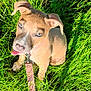 Cinnamon is registered to the contest to win money with this photo: puppy, dog, grass, leash, outdoor, sunlight, blue_eyes, playful, pet, animal, young_dog, cute, tongue_out, collar, nature, summer, greenery, sitting, close_up, happy