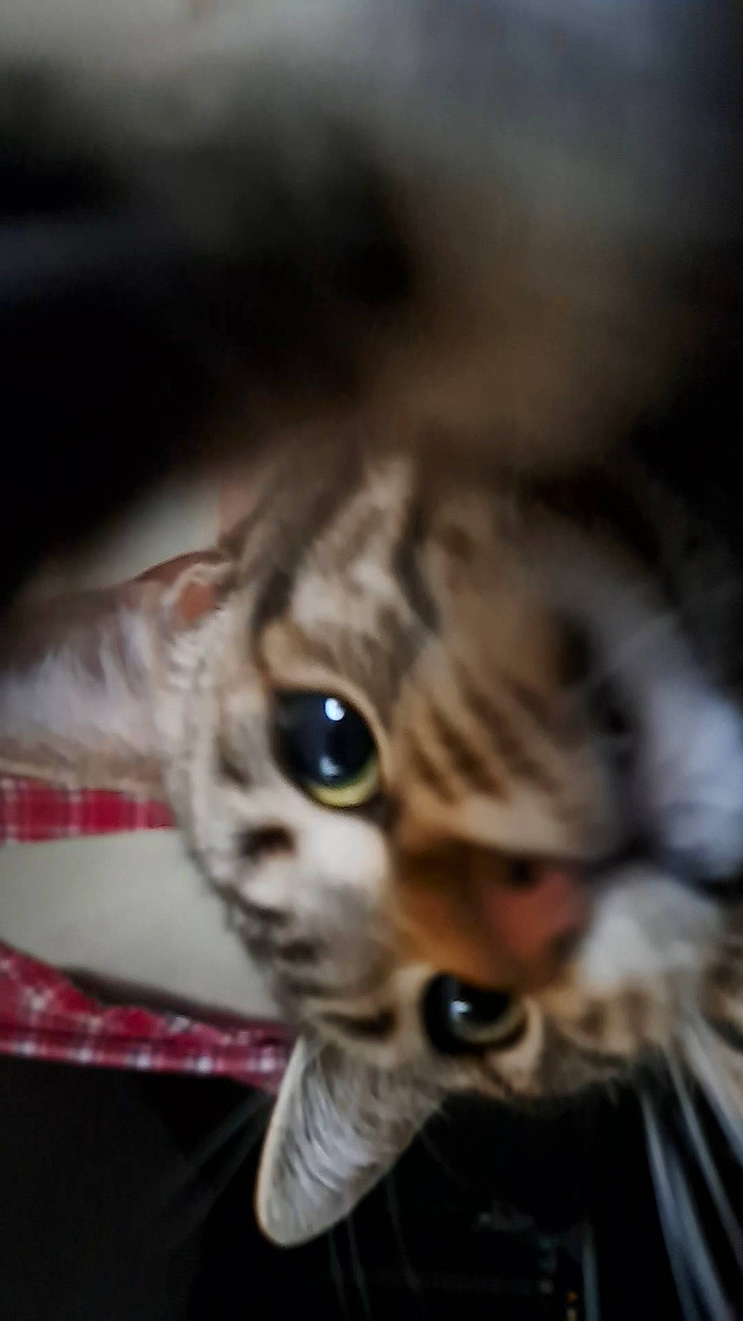 Denver a rejoint le concours — aidez-le/la à gagner de superbes lots ! carnivore, cat, companion_dog, darkness, ear, eye, fawn, felidae, fur, macro_photography, pattern, small_to_medium_sized_cats, snout, terrestrial_animal, toy, toy_dog, whiskers, wildlife, wood