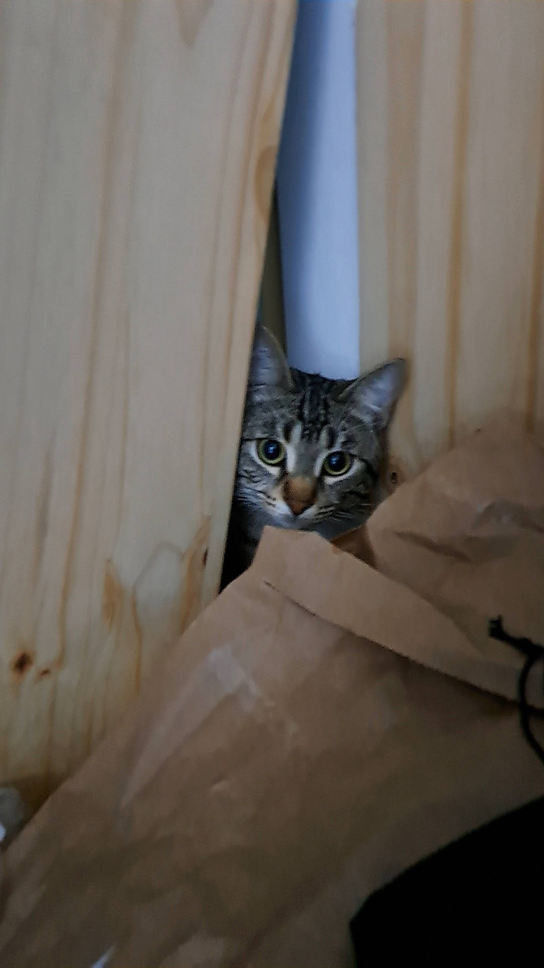 Denver participe au concours pour gagner de l'argent avec cette photo : carnivore, cat, ceiling, comfort, curtain, domestic_short_haired_cat, door, felidae, flooring, fur, grey, hardwood, linens, room, small_to_medium_sized_cats, stairs, tail, whiskers, window, wood