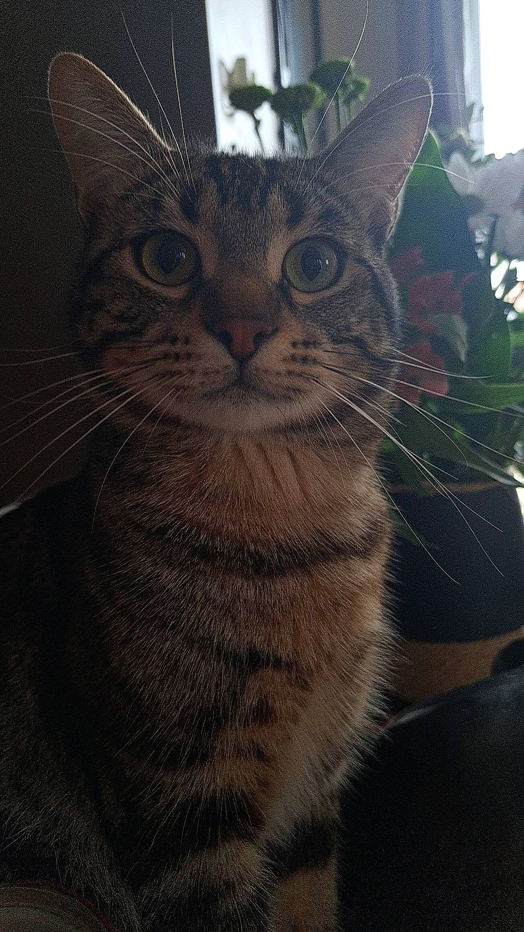 Denver a rejoint le concours — aidez-le/la à gagner de superbes lots ! carnivore, cat, close_up, domestic_short_haired_cat, eye, felidae, fur, grass, plant, sky, small_to_medium_sized_cats, snout, tail, terrestrial_animal, tree, whiskers, wildlife