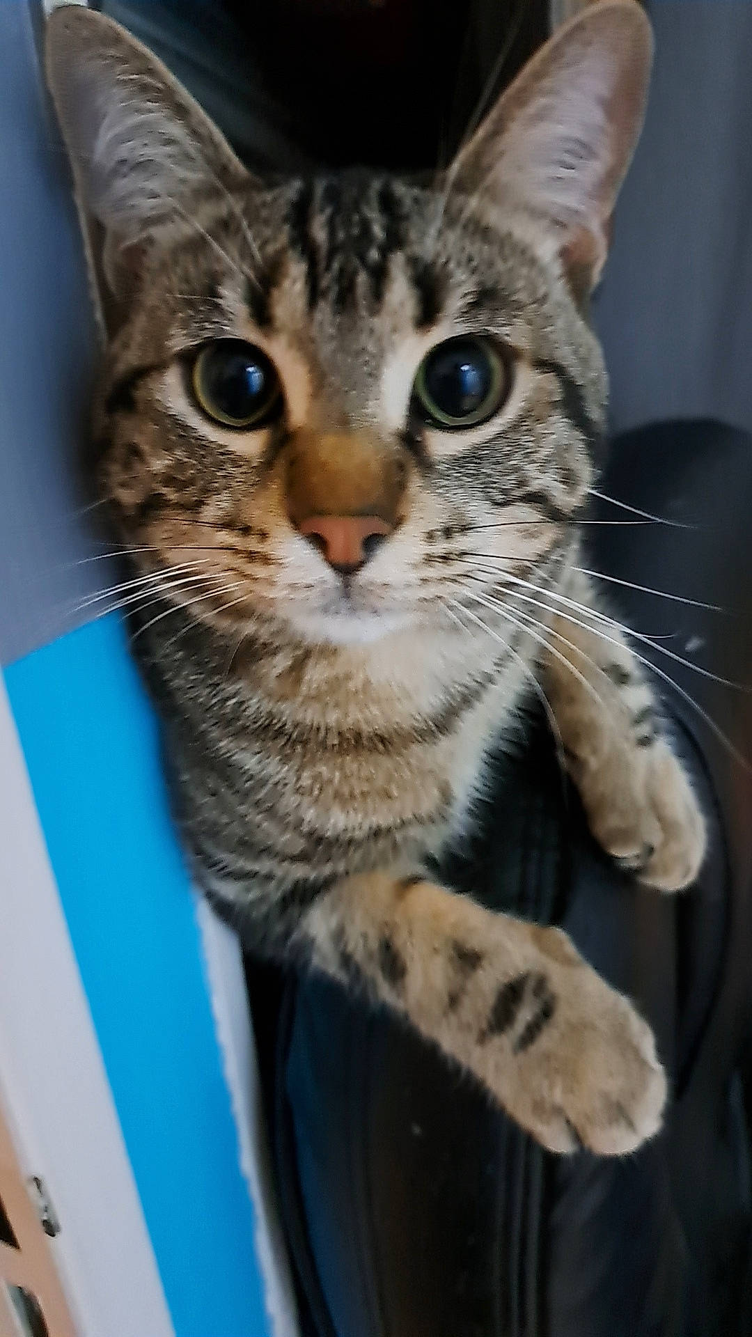 Denver participe au concours pour gagner de l'argent avec cette photo : carnivore, cat, claw, domestic_short_haired_cat, felidae, fur, paw, small_to_medium_sized_cats, snout, whiskers