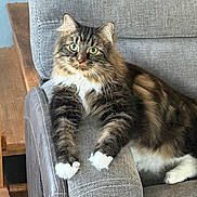 Charlie joined the competition — help win amazing prizes! armrest, cat, couch, domestic_cat, fur, furniture, green_eyes, home, indoor, long_hair, paws, pet, portrait, relaxed, sitting, sofa, tabby_cat, upholstery, whiskers, white_paws
