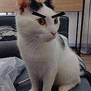 Romeo participe au concours pour gagner de l'argent avec cette photo : cat, white_cat, black_spots, eyebrows_overlay, indoor, couch, furniture, houseplant, framed_photo, curious, pet, animal, domestic, whiskers, ears, sitting, looking_away, home_interior, decor, funny