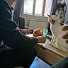 Boulette participe au concours pour gagner de l'argent avec cette photo : cat, person, table, window, indoor, furniture, yawning_cat, sitting, glass, radiator, curtain, shelf, flowers, home, daylight, wood_floor, cup, orange_bag, remote_control, casual