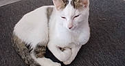 Boulette participe au concours pour gagner de l'argent avec cette photo : cat, tabby, white_fur, sleepy, resting, indoor, fabric_surface, fan, floor, wall, household, pet, animal, ears, tail, paw, quiet, calm, feline, relaxed
