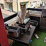 cat, balcony, deep_fryer, wicker_chair, shoe, artificial_grass, outdoor, building, window, railing, street, sidewalk, daylight, apartment, metal, kitchen_utensil, spatula, curious, pet, animal