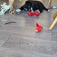 Bella a rejoint le concours — aidez-le/la à gagner de superbes lots ! puppy, dog, toy, red_toy, floor, wooden_floor, indoor, scratching_post, plush_toy, black_and_white, pet, playful, animal, chewing, cute, young_dog, collar, furniture_leg, home, pet_toy