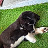puppy, dog, black_and_white, grass, artificial_grass, paw, outdoor, pet, young_animal, playful, lying_down, fur, cute, animal, side_view, close_up, small_dog, canine, resting, curious