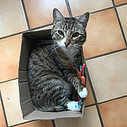 Princesse participe au concours pour gagner de l'argent avec cette photo : animal, cardboard_box, cat, curious, cute, domestic, feline, floor, indoor, looking_at_camera, paws, pet, playful, relaxed, small_box, striped, tabby, tile, toy, whiskers