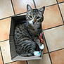 animal, cardboard_box, cat, curious, cute, domestic, feline, floor, indoor, looking_at_camera, paws, pet, playful, relaxed, small_box, striped, tabby, tile, toy, whiskers