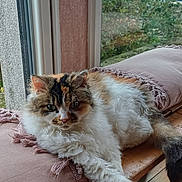 Violette participe au concours pour gagner de l'argent avec cette photo : cat, fluffy, indoor, cushion, wooden_bench, window, greenery, building, floor, relaxed, pet, feline, resting, multi_colored, cozy, natural_light, domestic, animal, fur, slippers