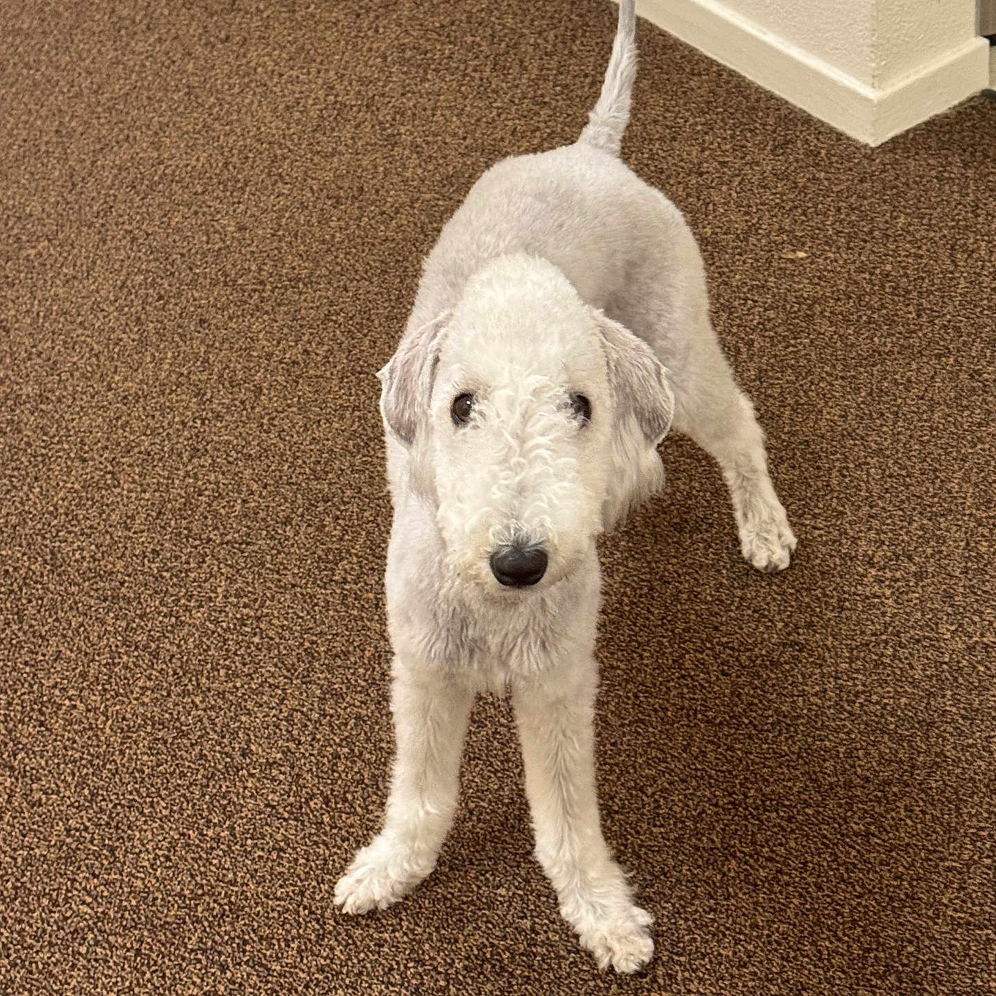 Chancey is registered to the contest to win money with this photo: animal, brown_carpet, carpet, companion, corner, curious, cute, dog, domestic, ears, floor, fur, indoor, looking_up, pet, plush_toy, standing, tail, toy, white_dog