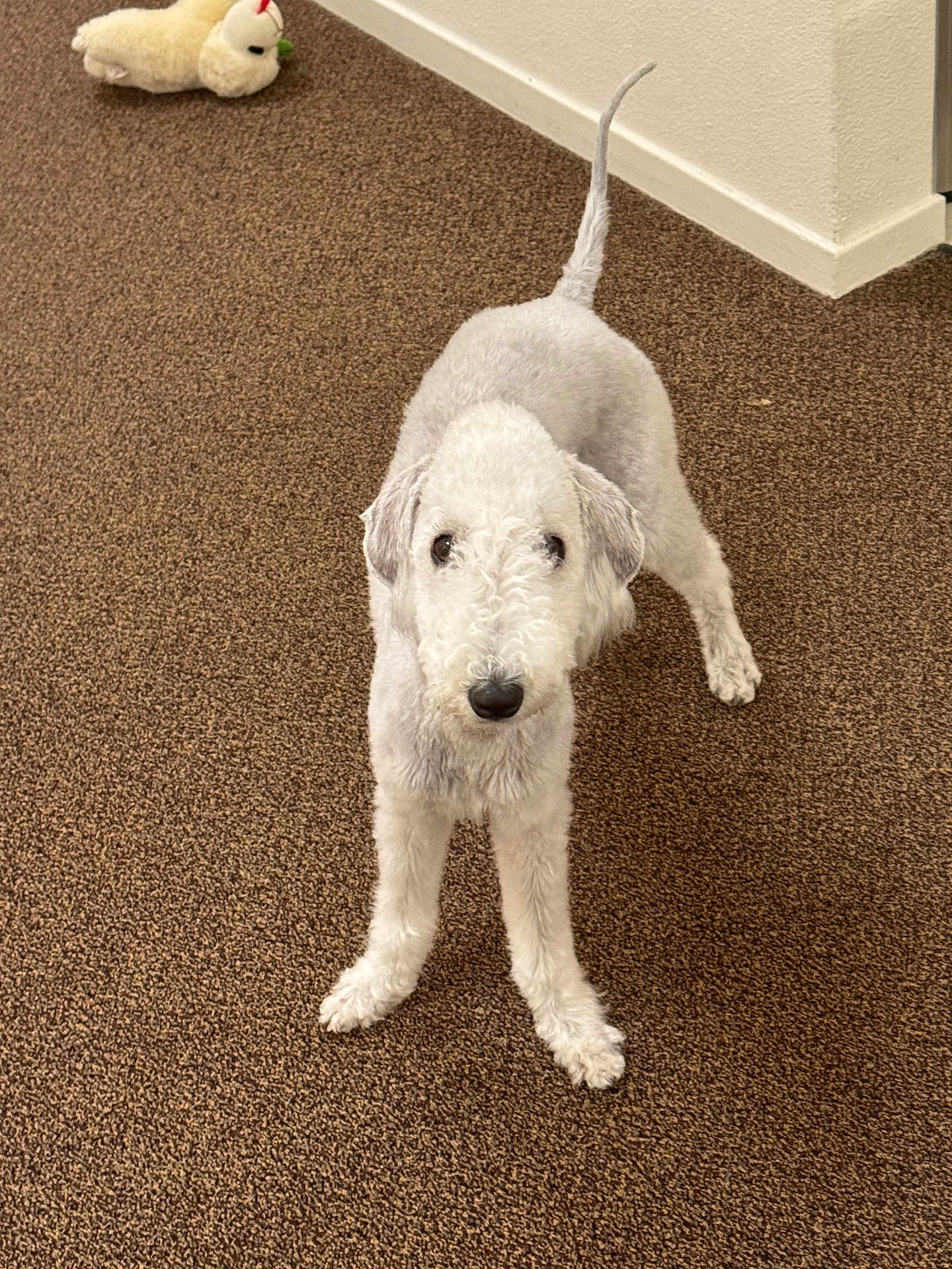 Chancey is registered to the contest to win money with this photo: animal, brown_carpet, carpet, companion, corner, curious, cute, dog, domestic, ears, floor, fur, indoor, looking_up, pet, plush_toy, standing, tail, toy, white_dog
