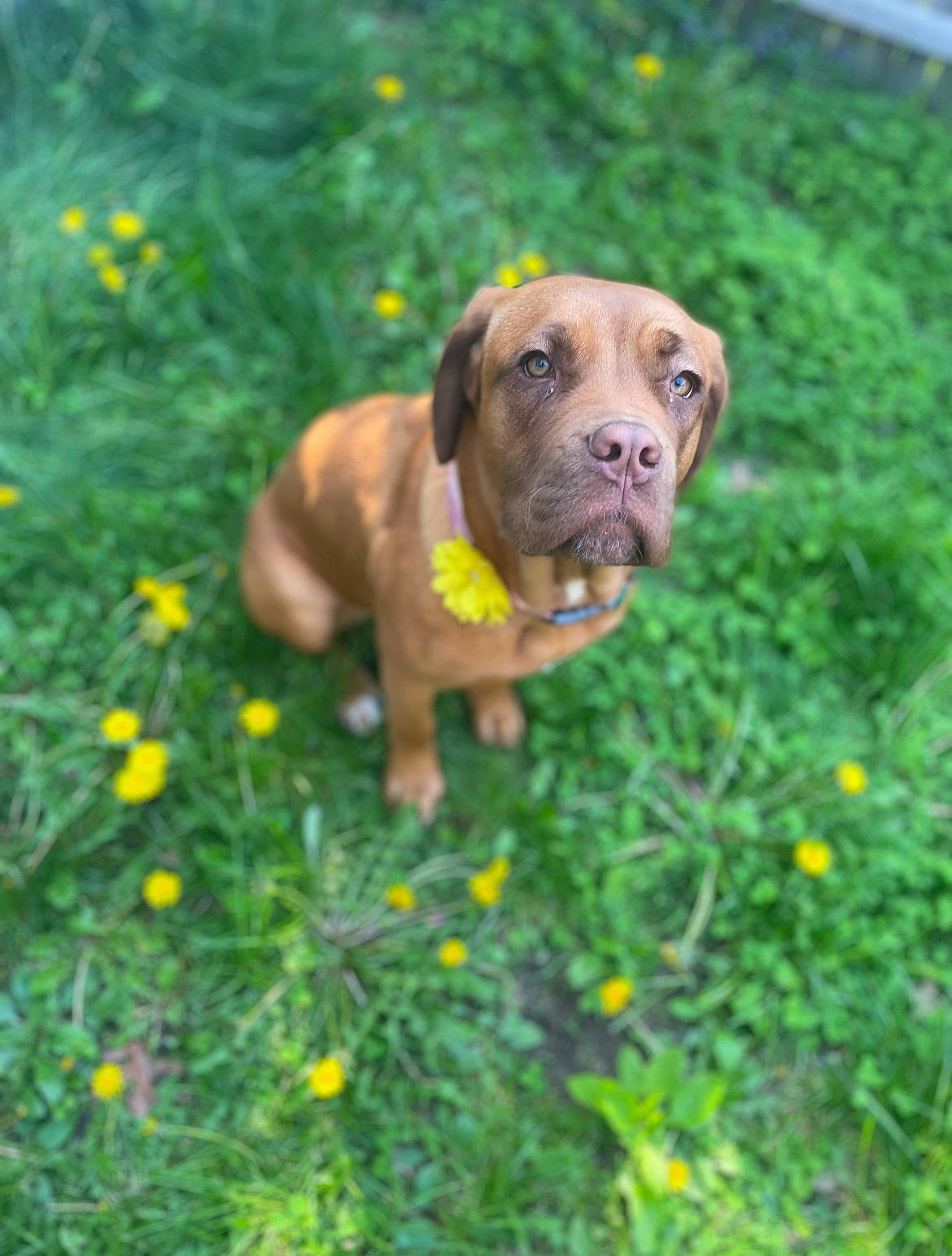 Nori Jeter joined the competition — help win amazing prizes! canidae, carnivore, collar, companion_dog, dog, dog_breed, fawn, flower, grass, grassland, groundcover, liver, molosser, plant, prairie, snout, sporting_group, tail, terrestrial_animal, working_animal