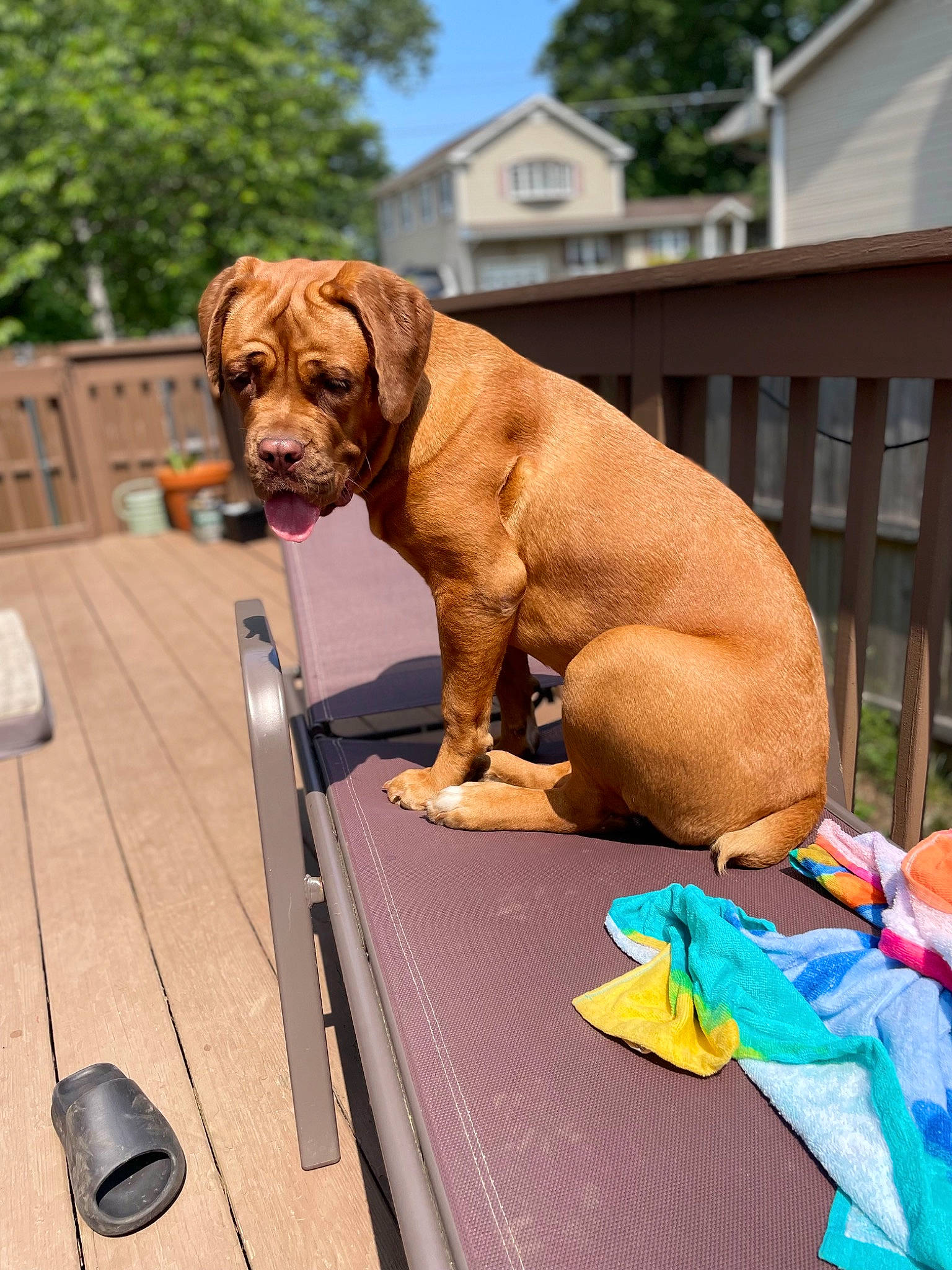 Nori Jeter is registered to the contest to win money with this photo: canidae, carnivore, collar, companion_dog, dog, dog_breed, dog_collar, dog_supply, fawn, gun_dog, leisure, liver, mouse, outdoor_furniture, sky, snout, sporting_group, table, tree, working_animal