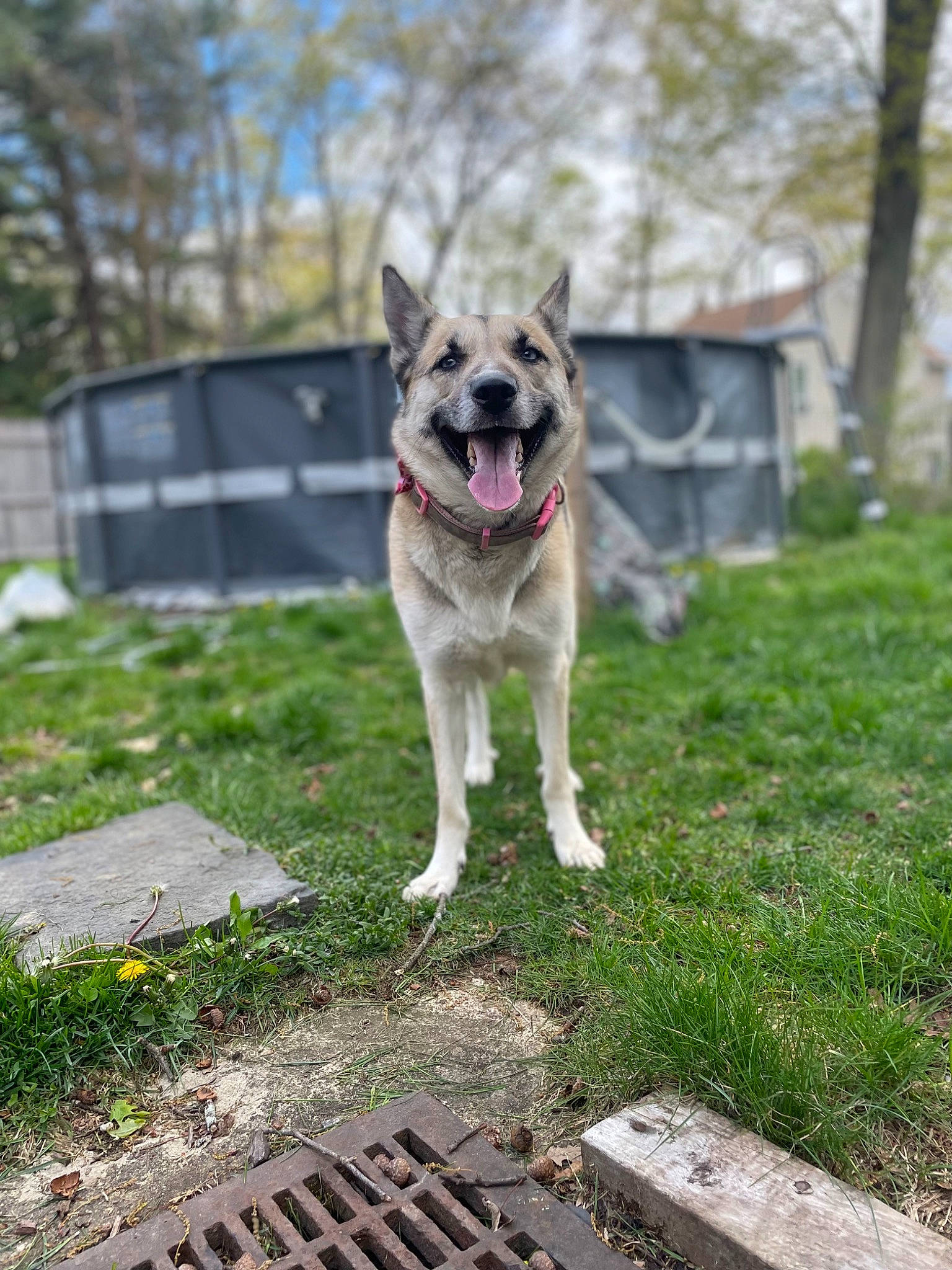 Nova Jeter is registered to the contest to win money with this photo: australian_cattle_dog, canidae, carnivore, collar, companion_dog, dog, dog_breed, dog_supply, fawn, grass, lawn, manhole, plant, sky, snout, sporting_group, storm_drain, tail, tree, working_animal